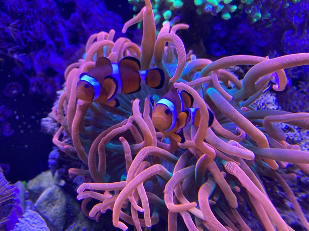 fish, clown fish, anemone, nature, recife, marine aquarium, diving, casal, wildlife, marine life